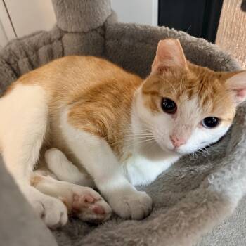 Sienna -  Domestic Short Hair Cat for Adoption in Port Neches, Texas - Sienna | PetCurious