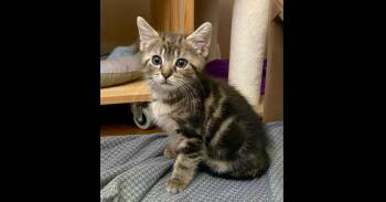 Tigress -  Domestic Short Hair Cat for Adoption in Chalfont, Pennsylvania - Tigress | PetCurious