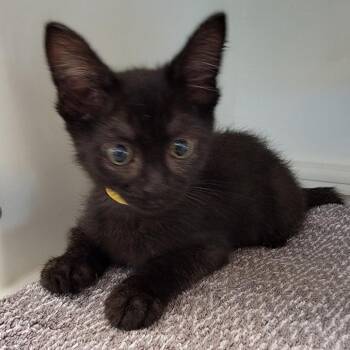 Domestic Short Hair Cats Available for Adoption in Phoenix, Arizona - Leftovers | PetCurious