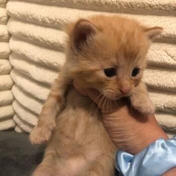 Rescue Domestic Medium Hair Cats for Adoption in Muscatine, Iowa - Pumpkin | PetCurious