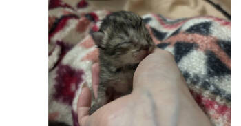 Rescue Domestic Short Hair Cats for Adoption in Virginia Beach, Virginia - Newton '25 | PetCurious