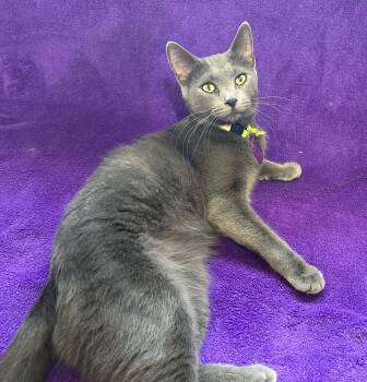 Lorax -  Domestic Short Hair Cat for Adoption in Peru, Illinois - Lorax | PetCurious