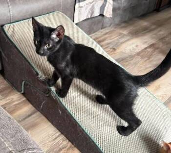 Bat -  Domestic Short Hair Cat for Adoption in West Lawn, Pennsylvania - Bat | PetCurious