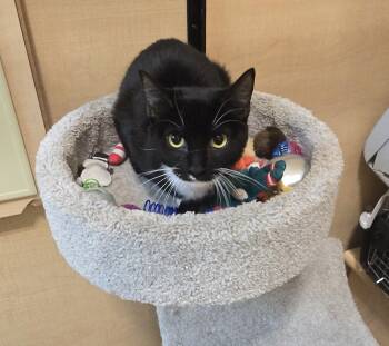 Domestic Short Hair Cats Available for Adoption - Kiki | PetCurious