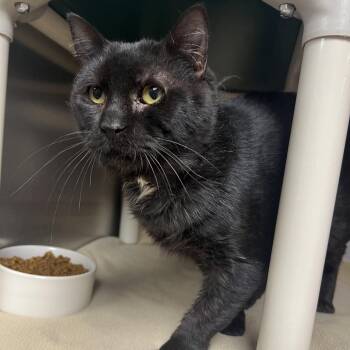 Big Jordan -  Domestic Short Hair Cat for Adoption in Milan, Illinois - Big Jordan | PetCurious