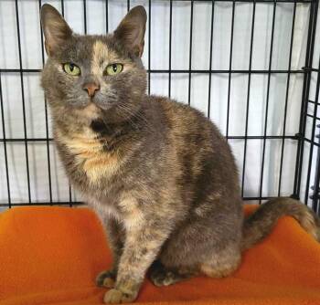 Violet -  Domestic Medium Hair Cat Available for Adoption in Jessup, Maryland - Violet | PetCurious