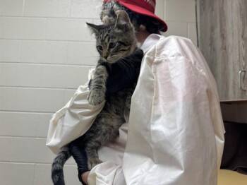 TIPTAP -  Domestic Short Hair Cat for Adoption in Colorado Springs, Colorado - TIPTAP | PetCurious