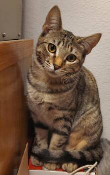 Wendy -  Domestic Short Hair Cat for Adoption in Eureka, California - Wendy | PetCurious