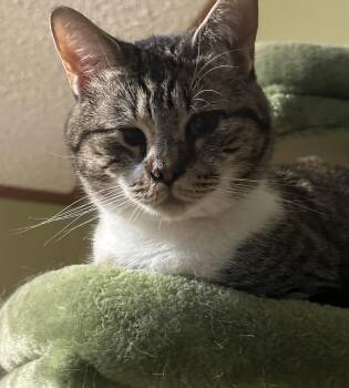 Tabby Cats Available for Adoption in Charlotte, North Carolina - MIckey & Mooch | PetCurious