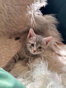 Grilled Beef Kabob -  Domestic Short Hair Cat for Adoption in Sterling, Virginia - Grilled Beef Kabob | PetCurious