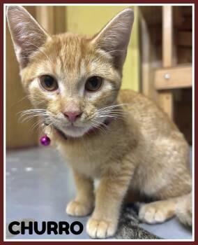 Churro -  Domestic Short Hair Cat for Adoption in Valley City, North Dakota - Churro | PetCurious
