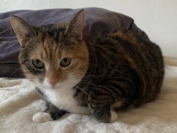 Rescue Domestic Short Hair Cats for Adoption in San Diego, California - Lil Monkey | PetCurious