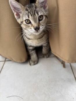 Tyga (Toad) -  Domestic Short Hair Cat for Adoption in Montreal, Quebec - Tyga (Toad) | PetCurious