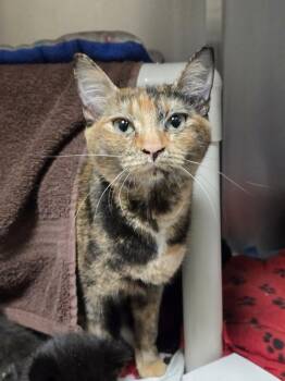 Matchi -  Domestic Short Hair Cat for Adoption in Vancouver, Washington - Matchi | PetCurious