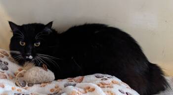 Rescue Domestic Medium Hair Cats for Adoption in St. Augustine, Florida - Tux | PetCurious