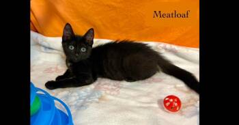 Meatloaf -  Domestic Short Hair Cat for Adoption in Chalfont, Pennsylvania - Meatloaf | PetCurious