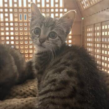 Ruby (edk_2) -  Domestic Short Hair Cat for Adoption in Edwardsville, Illinois - Ruby (edk_2) | PetCurious
