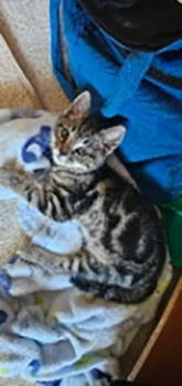 Rescue Tabby and Domestic Short Hair Cats for Adoption in Buford, Georgia - Dak | PetCurious