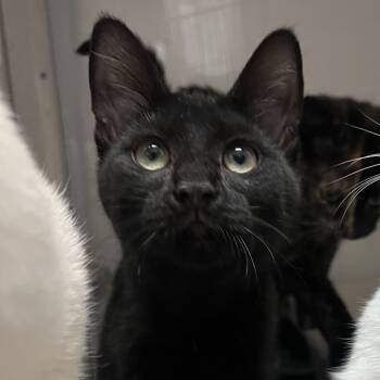 Rescue Domestic Short Hair Cats for Adoption in Mount Laurel Township, New Jersey - Pipe Cleaner | PetCurious