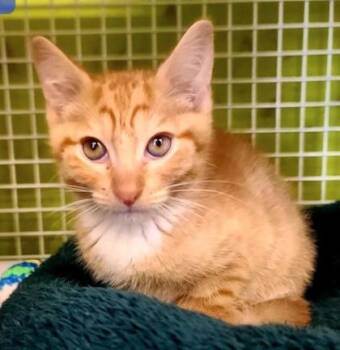 Theo -  Domestic Short Hair Cat for Adoption in Kansas City, Missouri - Theo | PetCurious