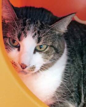 Kirito (at Smitten Kitten) -  Domestic Short Hair Cat for Adoption in Fishers, Indiana - Kirito (at Smitten Kitten) | PetCurious