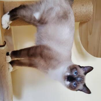 Taya -  Siamese Cat for Adoption in Lee