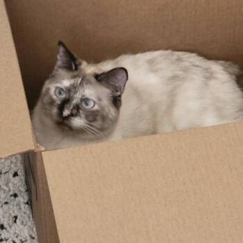 Siamese Cats Available for Adoption in Denver, Colorado - Aspen Santi Meowgo | PetCurious