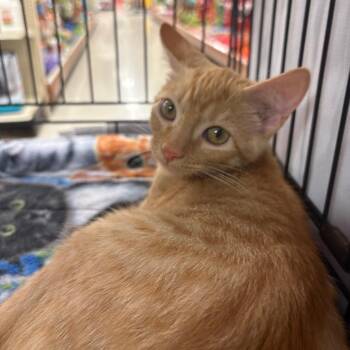 Cheeto -  Domestic Short Hair Cat for Adoption in Waynesboro, Pennsylvania - Cheeto | PetCurious