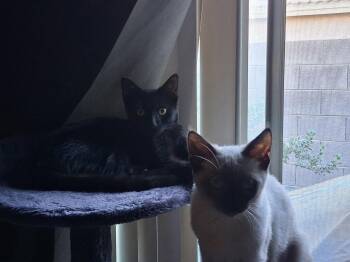 Wednesday -  Domestic Short Hair Cat for Adoption in Phoenix, Arizona - Wednesday | PetCurious