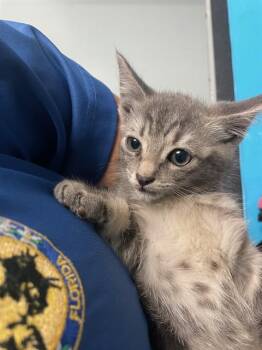 MONET -  Domestic Short Hair Cat for Adoption in St. Cloud, Florida - MONET | PetCurious