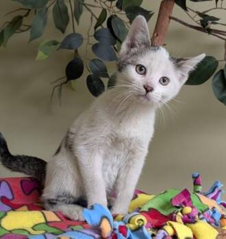 Mario -  Domestic Short Hair Cat for Adoption in Hastings, Nebraska - Mario | PetCurious