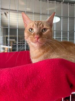 Bud -  Domestic Short Hair Cat for Adoption in Mcpherson, Kansas - Bud | PetCurious