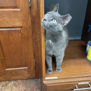 Moss -  Domestic Short Hair Cat for Adoption in Seven Valleys, Pennsylvania - Moss | PetCurious