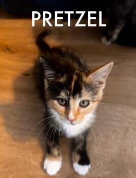 Pretzel -  Domestic Short Hair Cat for Adoption in Collierville, Tennessee - Pretzel | PetCurious
