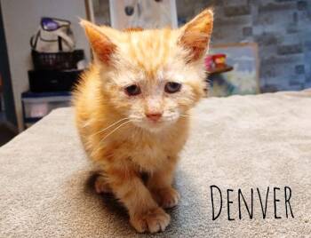 Denver -  Domestic Short Hair Cat for Adoption in Adrian, Michigan - Denver | PetCurious