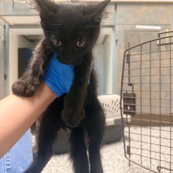 Starburst -  Domestic Medium Hair Cat for Adoption in Cheyenne, Wyoming - Starburst | PetCurious