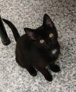 Blot -  Domestic Short Hair Cat for Adoption in Bay City, Michigan - Blot | PetCurious