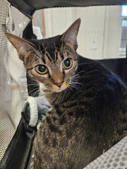 Opal -  Domestic Short Hair Cat for Adoption in Ontario, California - Opal | PetCurious