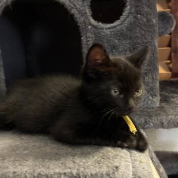 Pogo -  Domestic Medium Hair Cat for Adoption in Pleasanton, California - Pogo | PetCurious