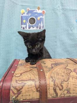 Joe -  Domestic Short Hair Cat for Adoption in Raleigh, North Carolina - Joe | PetCurious