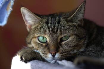Mileena -  Domestic Short Hair Cat for Adoption in Montreal, Quebec - Mileena | PetCurious