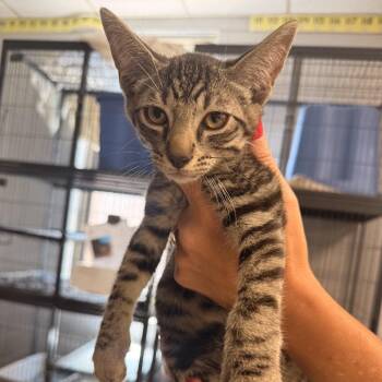 Backflip-C -  Domestic Short Hair Cat for Adoption in East St. Louis, Illinois - Backflip-C | PetCurious