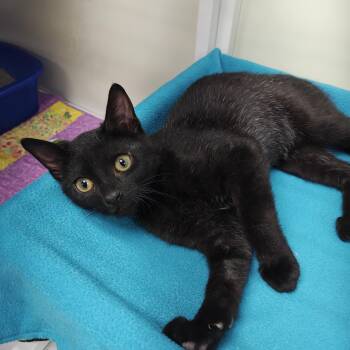 Dwayne -  Domestic Short Hair Cat for Adoption in Oconto, Wisconsin - Dwayne | PetCurious