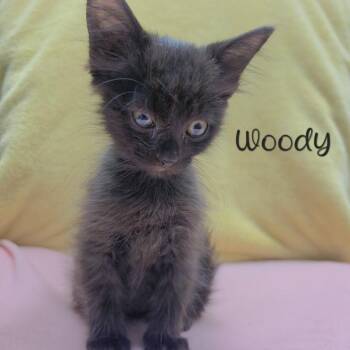 Woody -  Domestic Medium Hair Cat for Adoption in Parkersburg, West Virginia - Woody | PetCurious
