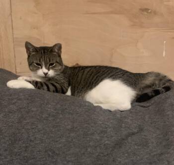 Rescue Domestic Short Hair Cats for Adoption in Port Jefferson Station, New York - Princess | PetCurious