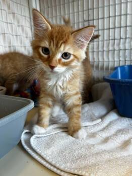 Alistair -  Domestic Medium Hair Cat for Adoption in Chambersburg, Pennsylvania - Alistair | PetCurious