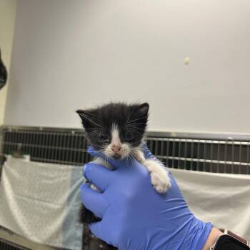 Domestic Short Hair Cats Available for Adoption in Charlottesville, Virginia - Kale | PetCurious