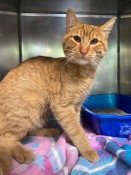 Domestic Short Hair Cats Available for Adoption in Fall River, Massachusetts - Orange Chicken | PetCurious