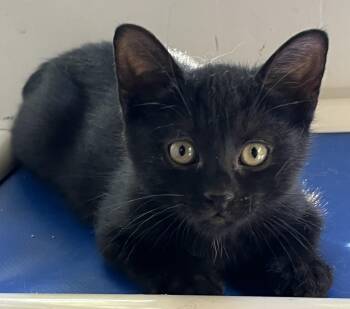 GUSTAVE & GILBERT (CR/SC) -  Domestic Short Hair Cat for Adoption in Sainte-angèle-de-monnoir, Quebec - GUSTAVE & GILBERT (CR/SC) | PetCurious