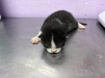61776653 -  Domestic Short Hair Cat for Adoption in El Paso, Texas - 61776653 | PetCurious